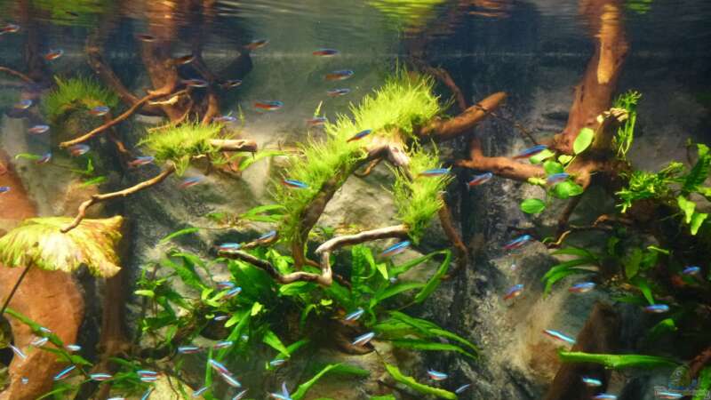 Aquarium Amazonas von master-marko (17)