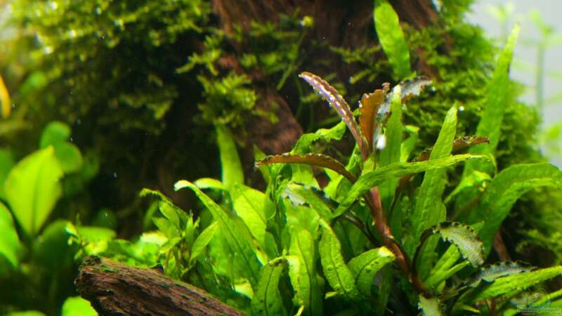Pflanzen im Aquarium Ein kleines bisschen Chaos - aufgelöst - von Micha... (5)