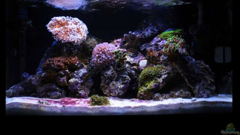 Aquarium Hauptansicht von Koral karang