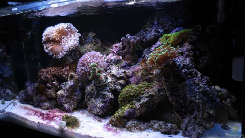 Aquarium Koral karang von Julien Preuß (2)