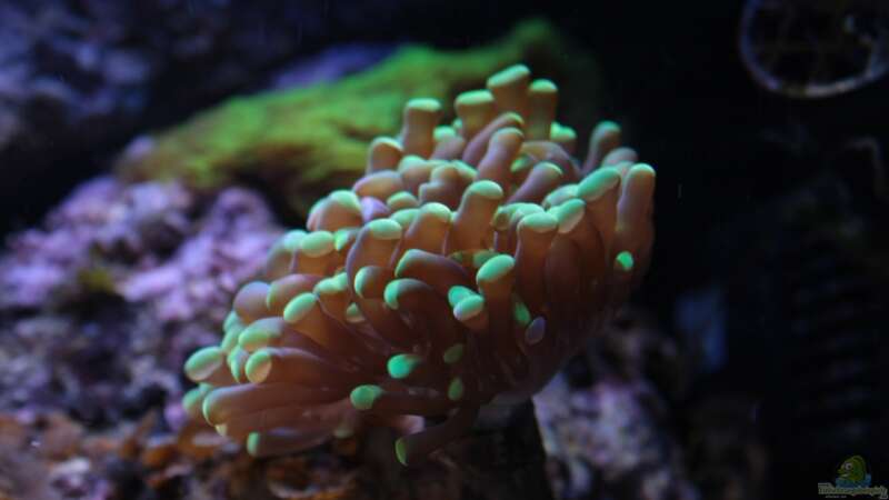 Besatz im Aquarium Koral karang von Julien Preuß (16)