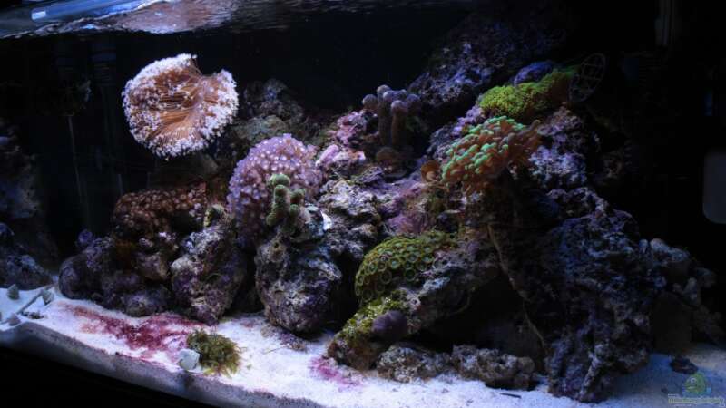 Besatz im Aquarium Koral karang von Julien Preuß (17)
