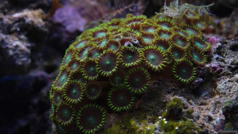Besatz im Aquarium Koral karang von Julien Preuß (18)