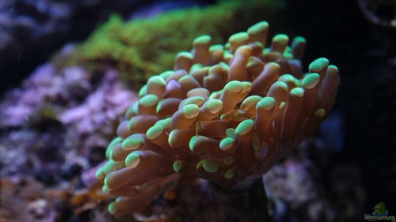 Besatz im Aquarium Koral karang von Julien Preuß (19)