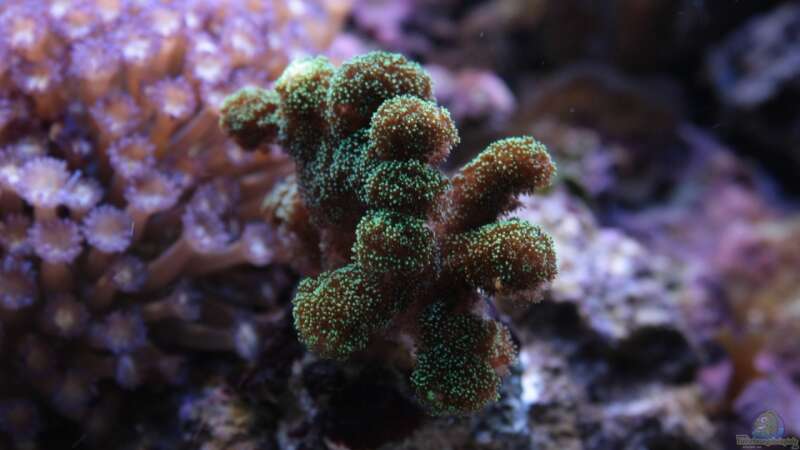 Besatz im Aquarium Koral karang von Julien Preuß (22)