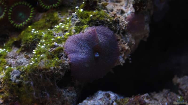 Besatz im Aquarium Koral karang von Julien Preuß (23)