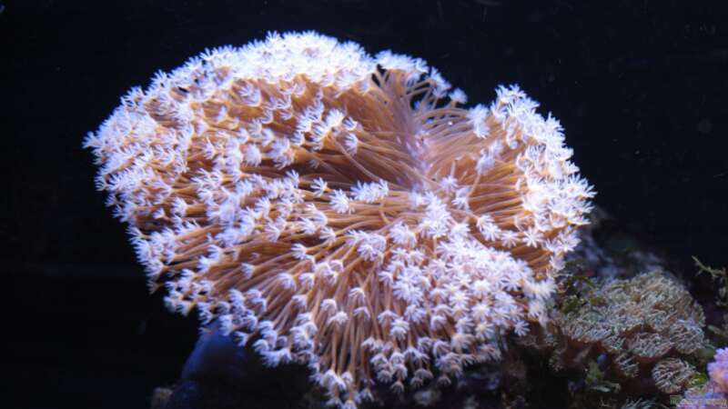 Besatz im Aquarium Koral karang von Julien Preuß (24)