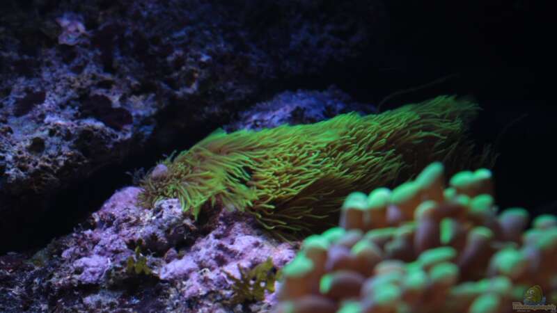 Besatz im Aquarium Koral karang von Julien Preuß (25)
