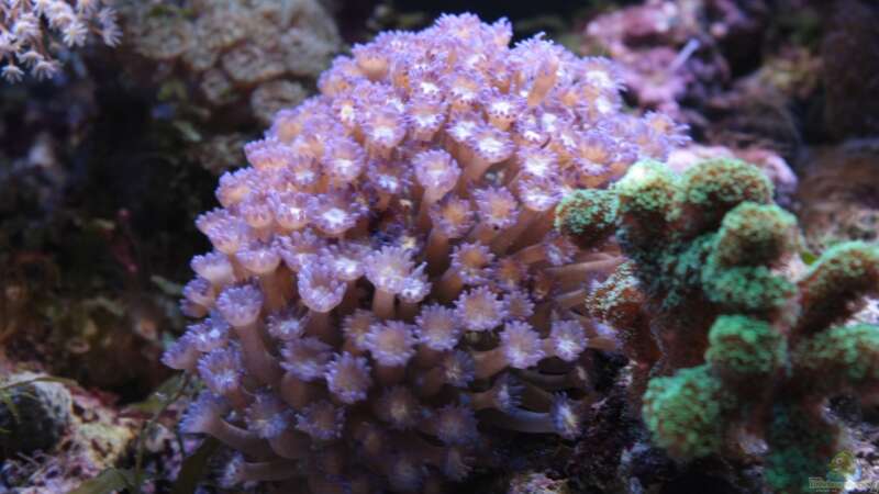 Besatz im Aquarium Koral karang von Julien Preuß (26)