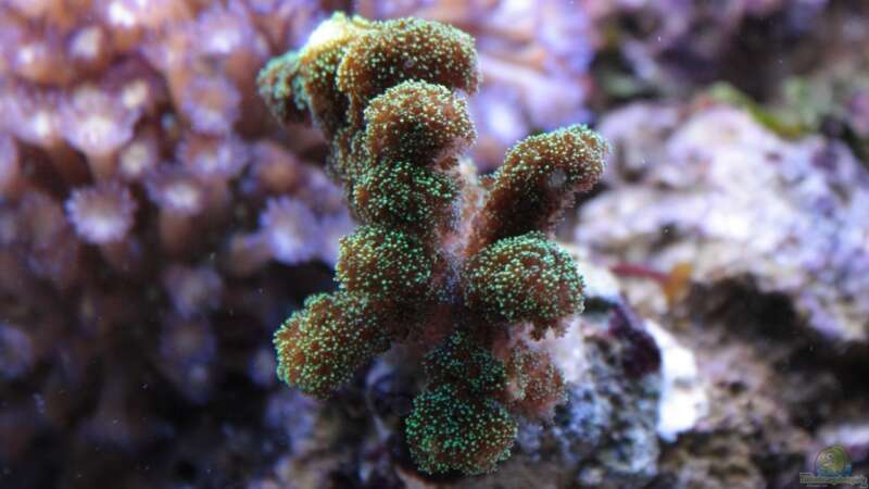 Besatz im Aquarium Koral karang von Julien Preuß (4)