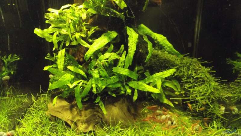 Pflanzen im Aquarium Waldlichtung von Arle (6)