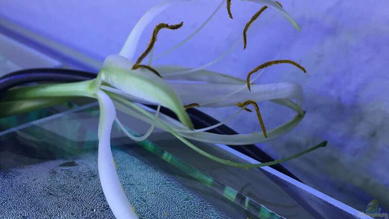 Pflanzen im Aquarium ATB Nano- Line Square 80 von Buschi (5)