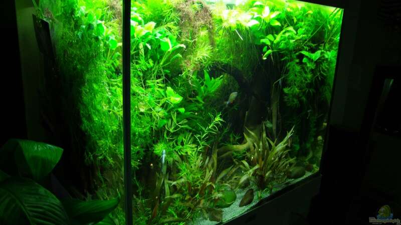 Aquarium Dschungel-Lido von Denise83 (12)