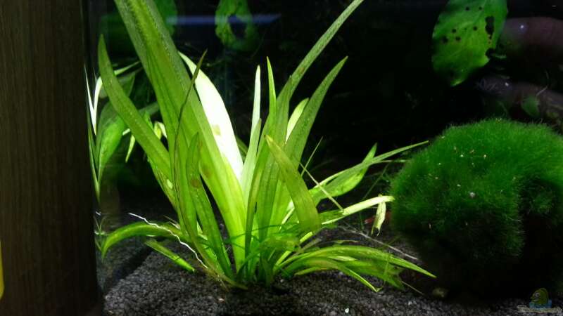 Pflanzen im Aquarium Cube.. das erste von Deladriel (4)