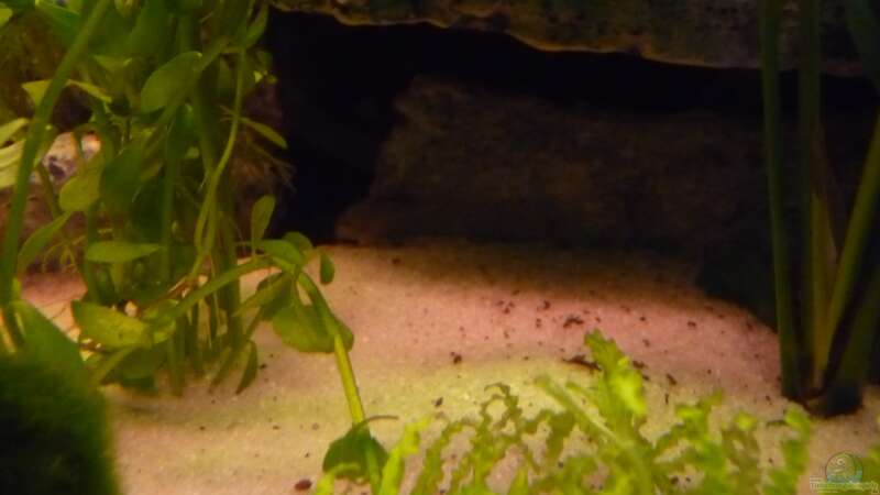 Corydoras sterbai im Aquarium (Einrichtungsbeispiele mit Sterbas Panzerwels)  - Corydoras-sterbaiaquarium