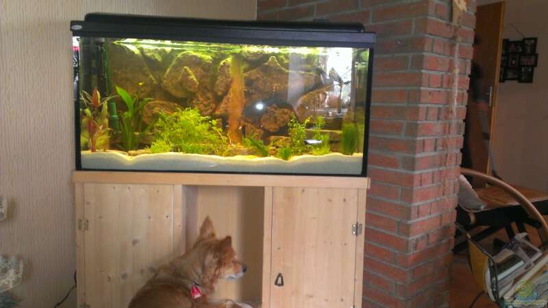 Ganze Aquarium mit meinem kleinen Hund davor :) von Jan H. (2)