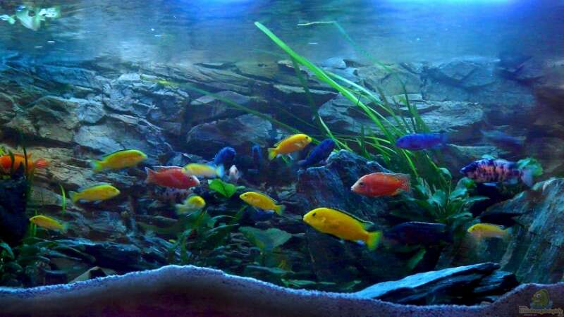 Aquarium Chrisly on Malawi von Chrisly (3)