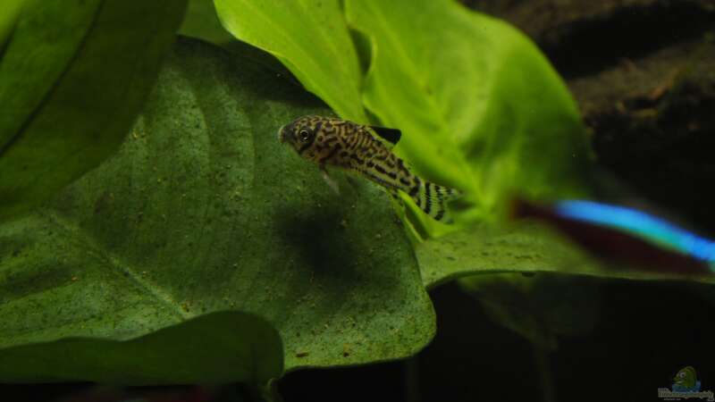 Aquarien für Corydoras julii (Julii-Panzerwels)  - Corydoras-juliiaquarium