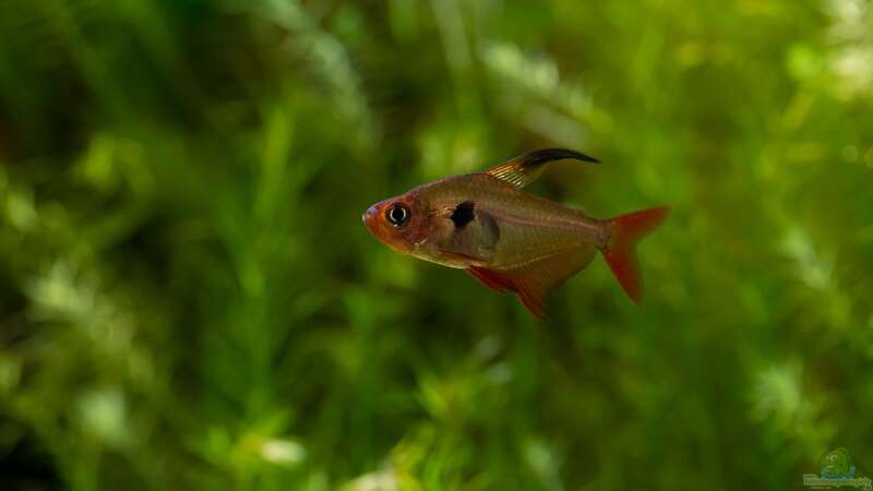 Aquarien mit Hyphessobrycon sweglesi (Roter Phantomsalmler)  - Hyphessobrycon-sweglesiaquarium