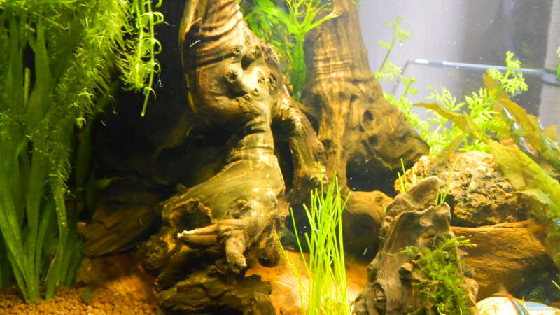 Dekoration im Aquarium Froschparadies (nur noch Beispiel) von Nick3 (7)