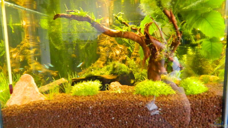 Dekoration im Aquarium Froschparadies (nur noch Beispiel) von Nick3 (9)