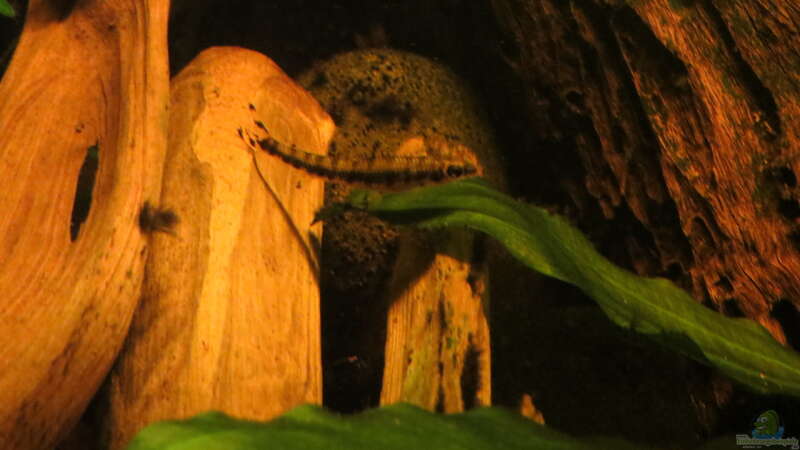 Nannocharax fasciatus im Aquarium halten (Einrichtungsbeispiele für Gestreifter Bodensalmler)
