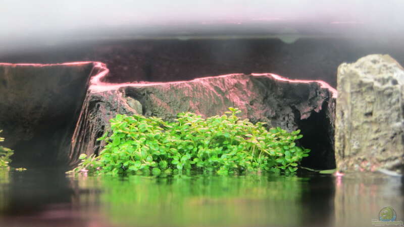 Pflanzen im Aquarium Amazonas Nebenfluss (aufgelöst) von Jan S. (21)