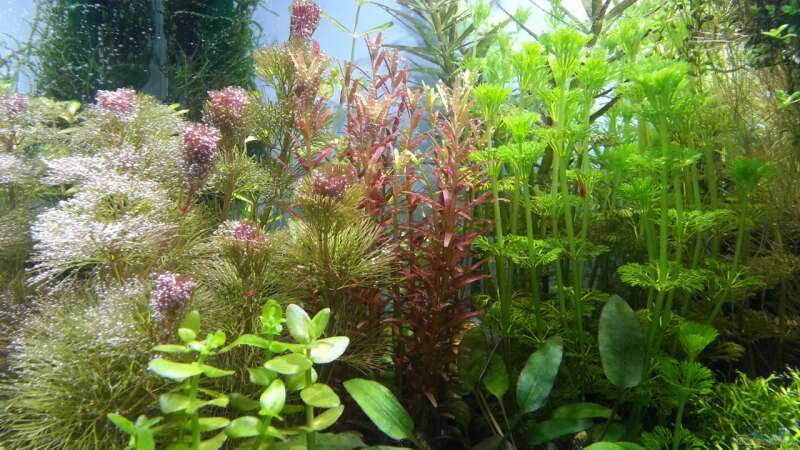 Pflanzen im Aquarium Red/Blue/Green von Markus93 (14)