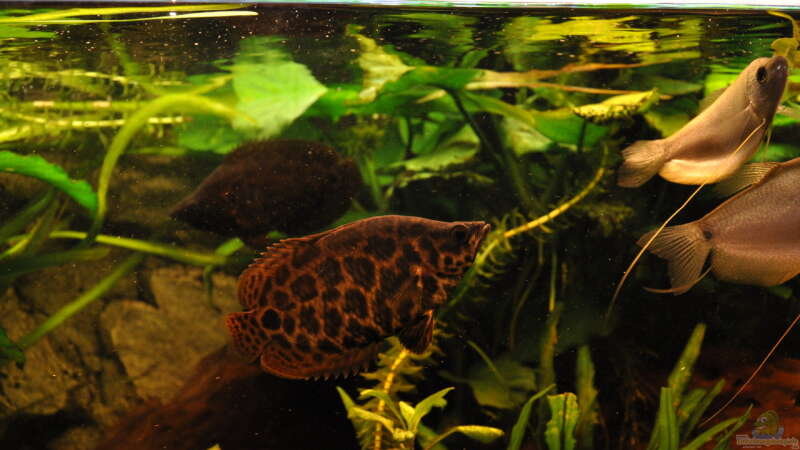 Besatz im Aquarium Leopard Buschfisch Becken von Der Buschfisch (29)