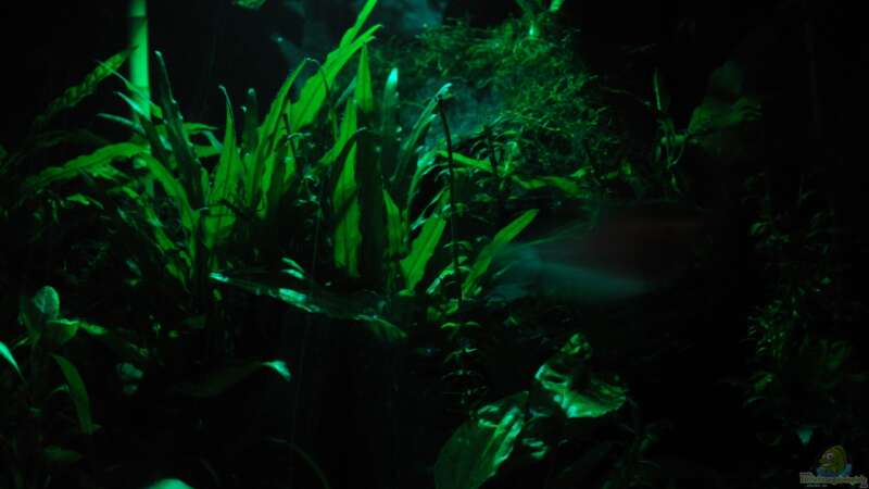 Dämmerungs Beleuchtung / grün von Der Buschfisch (7)