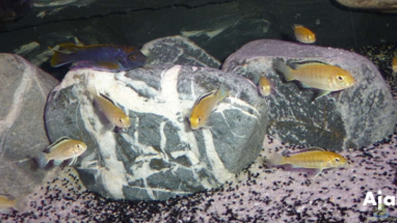 Besatz im Aquarium Dark Stone MBuna-aufgelöst- von AjakAndi (18)