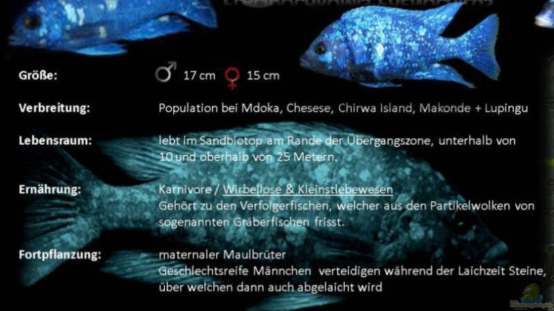 Besatz im Aquarium 575 Liter Malawibecken von Sebastian O. (46)