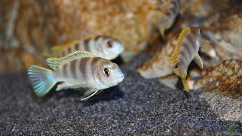 Labidochromis perlmutt Männchen mit 3 seiner 4 Damen von Sebastian O. (93)