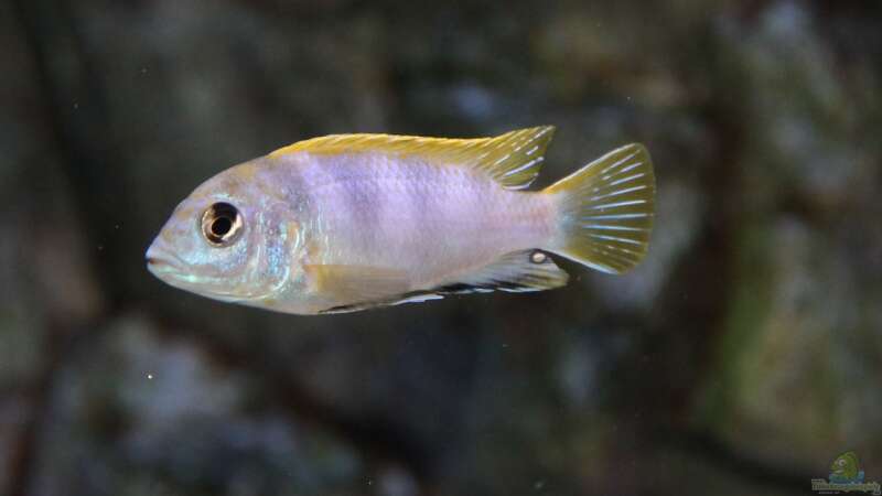 Labidochromis perlmutt Männchen von Sebastian O. (89)