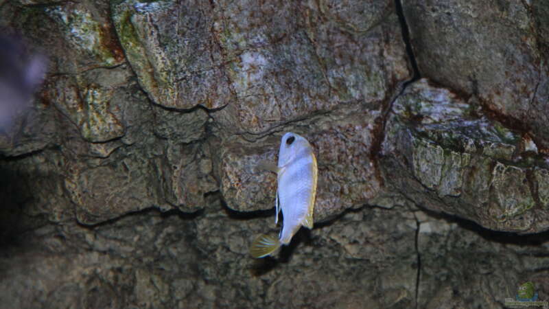 Labidochromis perlmutt Männchen von Sebastian O. (90)