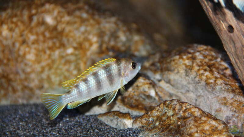 Labidochromis perlmutt Männchen von Sebastian O. (91)