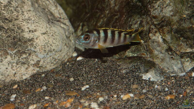 Labidochromis perlmutt Weibchen von Sebastian O. (97)