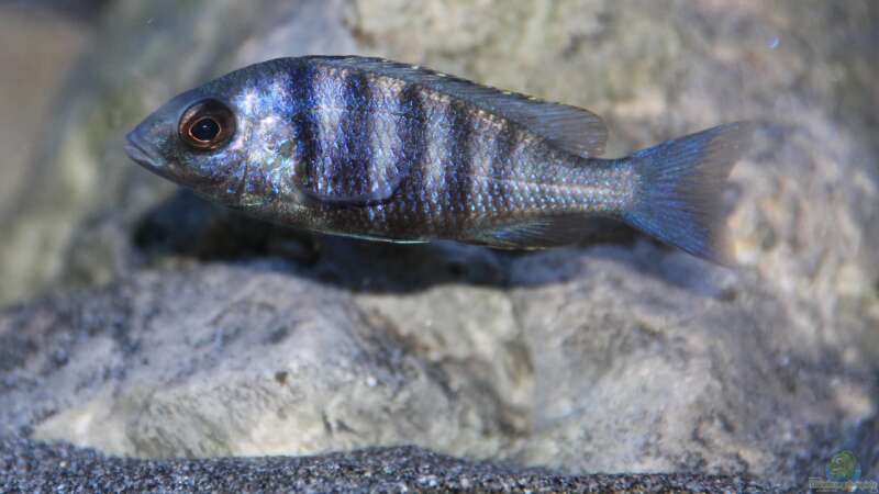 Placidochromis sp. ´phenchilus tanzania´ lupingo Weibchen von Sebastian O. (58)