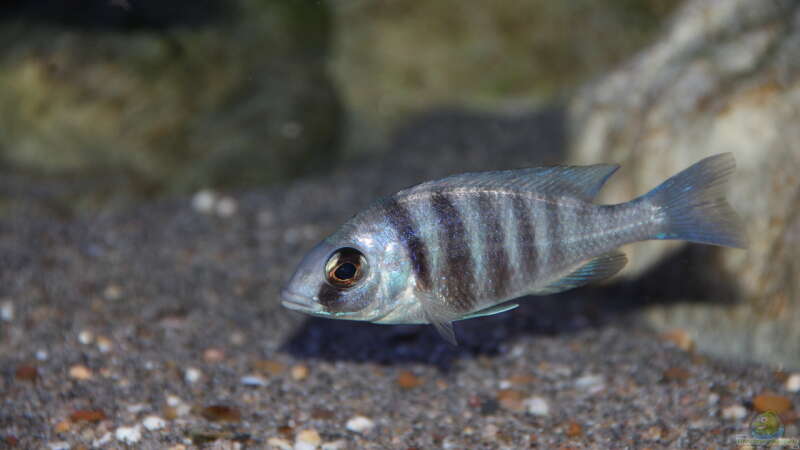 Placidochromis sp. ´phenochilus tanzania´ lupingo Weibchen von Sebastian O. (54)
