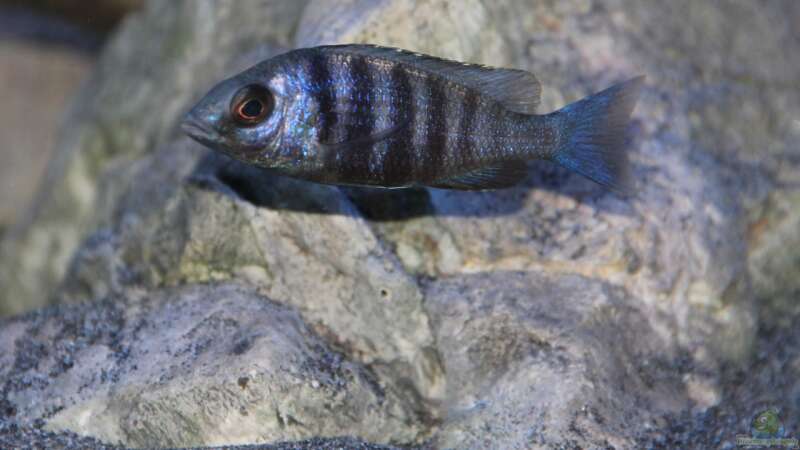 Placidochromis sp. ´phenochilus tanzania´ lupingo Weibchen von Sebastian O. (57)