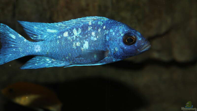 Placidochromis sp. ´phenochilus tanzania´ lupingu Männchen von Sebastian O. (49)