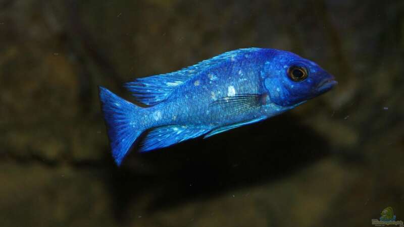 Placidochromis sp. ´phenochilus tanzania´ lupingu Männchen von Sebastian O. (50)
