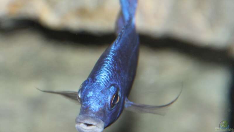 Placidochromis sp. ´phenochilus tanzania´ lupingu Männchen von Sebastian O. (52)
