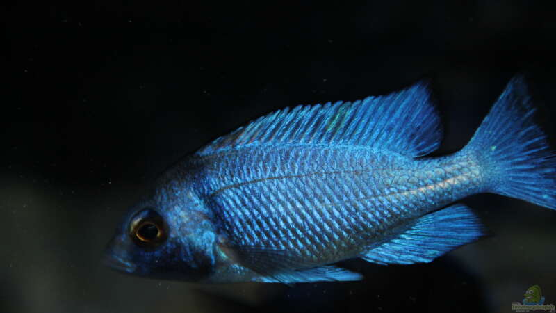 Placidochromis sp. ´phenochilus tanzania´ lupingu Männchen von Sebastian O. (53)
