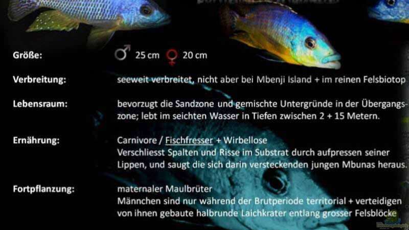Besatz im Aquarium Malawi african sea or &quot;Der Mühe Lohn&quot; von Thomas u. Gabriele P. (65)