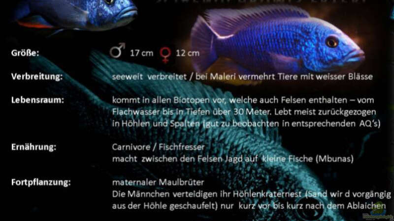 Besatz im Aquarium Malawi african sea or &quot;Der Mühe Lohn&quot; von Thomas u. Gabriele P. (70)