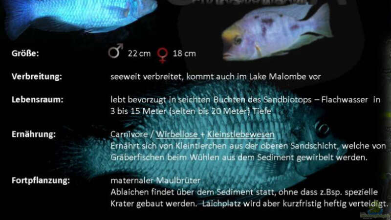 Besatz im Aquarium Malawi african sea or &quot;Der Mühe Lohn&quot; von Thomas u. Gabriele P. (71)