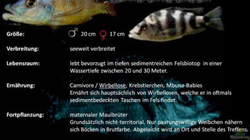 Placidochromis milomo von Thomas u. Gabriele P. (68)