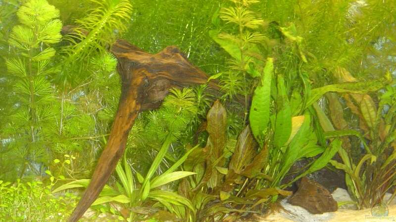Pflanzen im Aquarium Becken 2836 von Flossenbeschauer (3)
