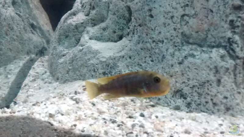 Labidochromis hongi w von Tom (16)